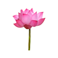 Fragrance profile - Lotus