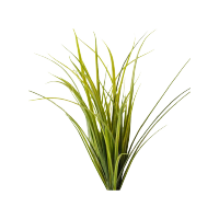 Fragrance profile - Sea Grass