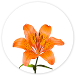 Wild Lily Note