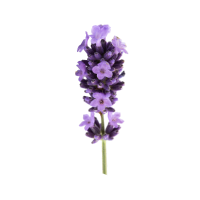 Lavender Flower Absolute